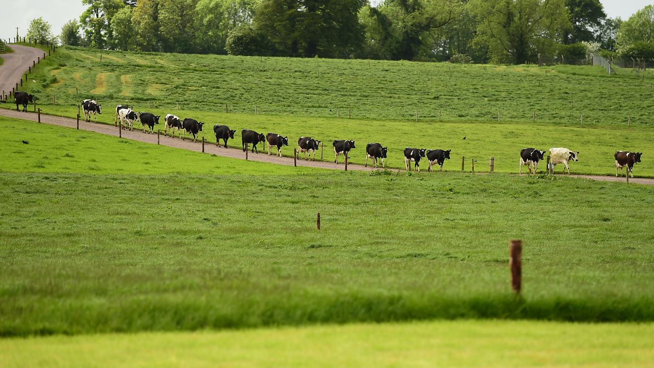 A dairy herd walking in along a farm lane between paddocks