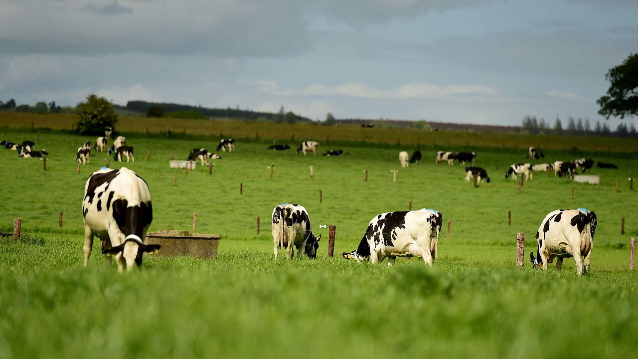 Cows grazing in an Irish paddock