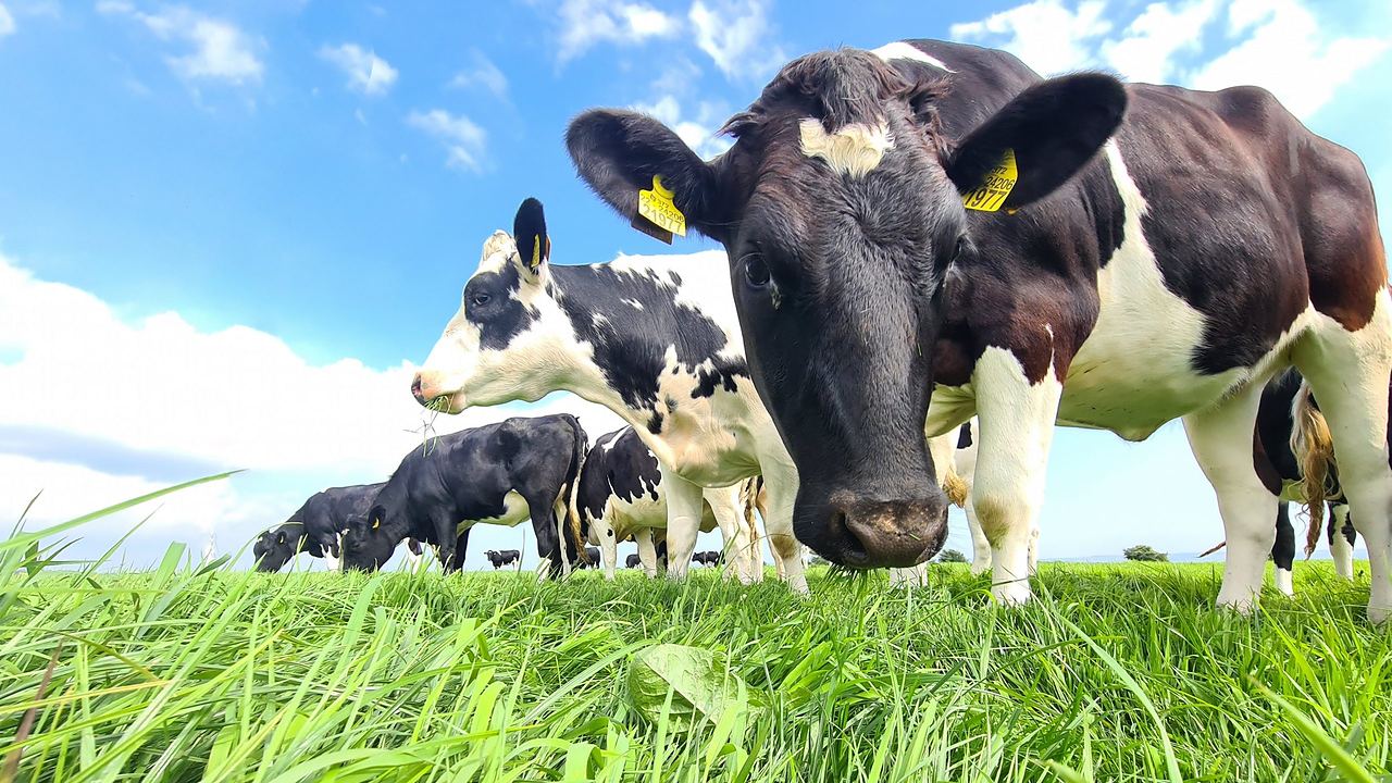 Dairy cows grazing, photographed at grass level in a paddock of heavy cover